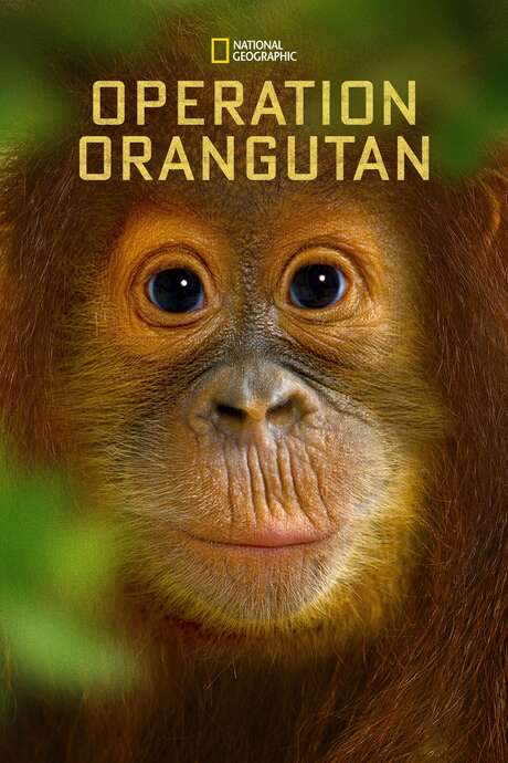 Operation Orangutan